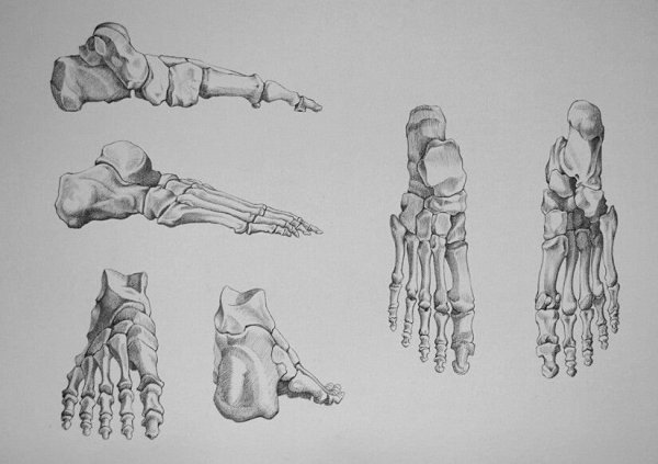 Баммес анатомия
