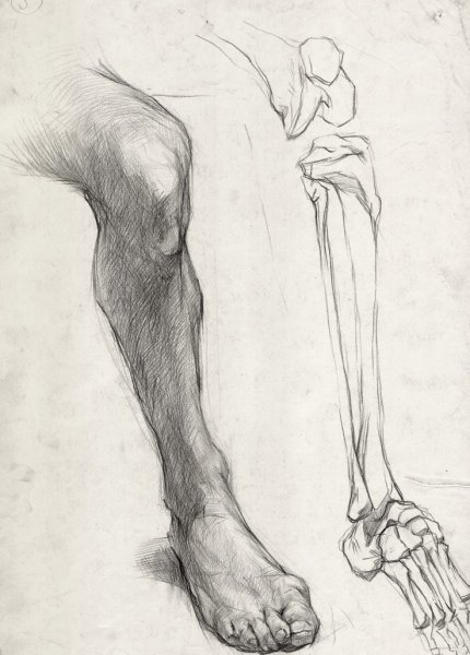 Анатомия черепа Рыжкин