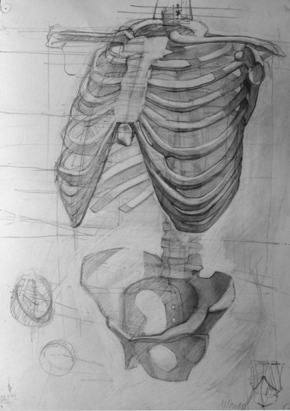 ХЬЮМАН анатомия фор артист