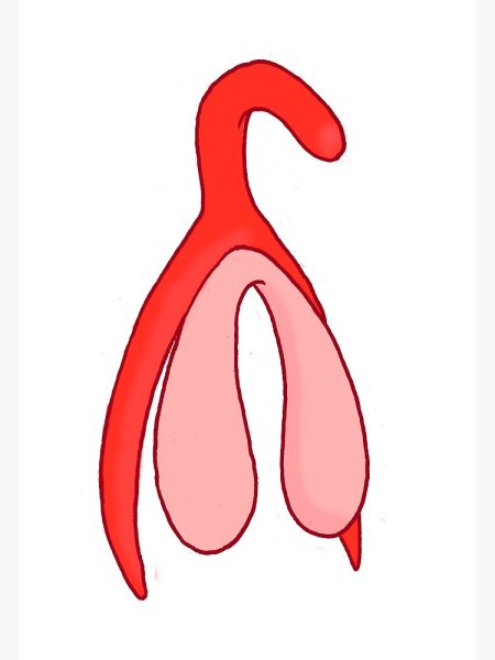 Художественные рисунки клитора