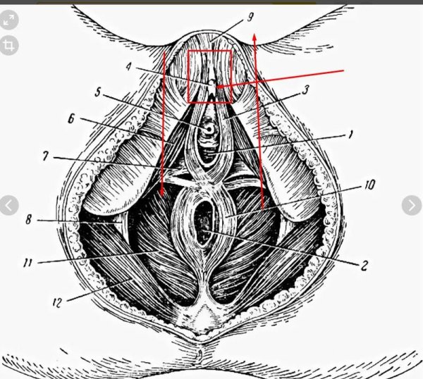 Мышцы тазового дна схема