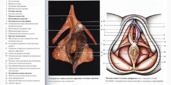 Строение головки клитора анатомия