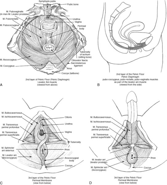 Анатомия половых органов клитор