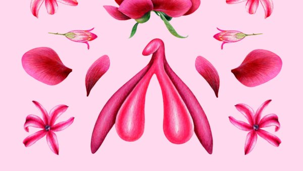 Строение клитора 3 д модель