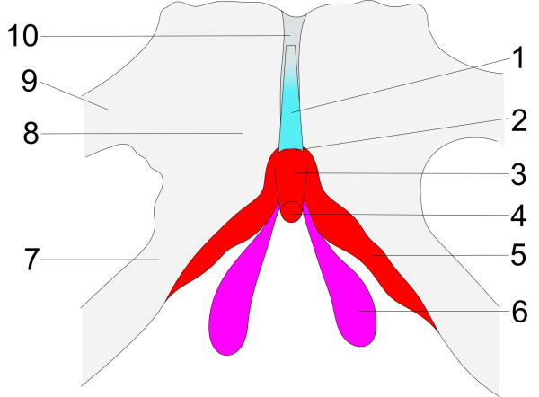Где находится клитор фото