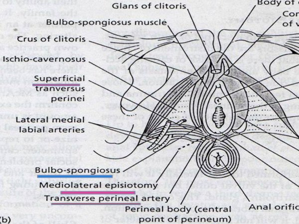 Как выглядит женский клитор