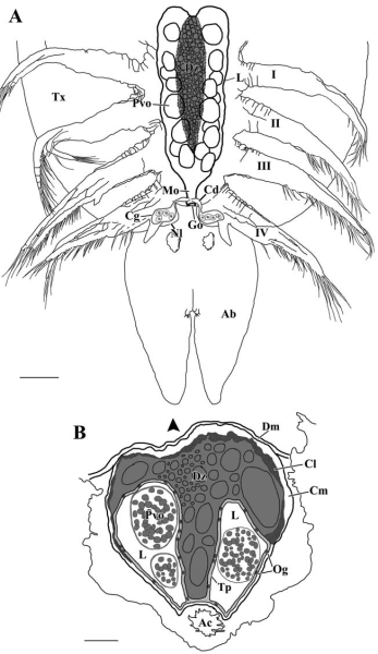 Половые органы самки гиены