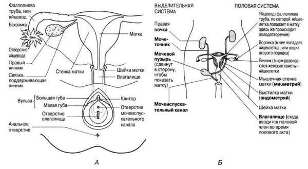 Строение наружных женских половых органов анатомия