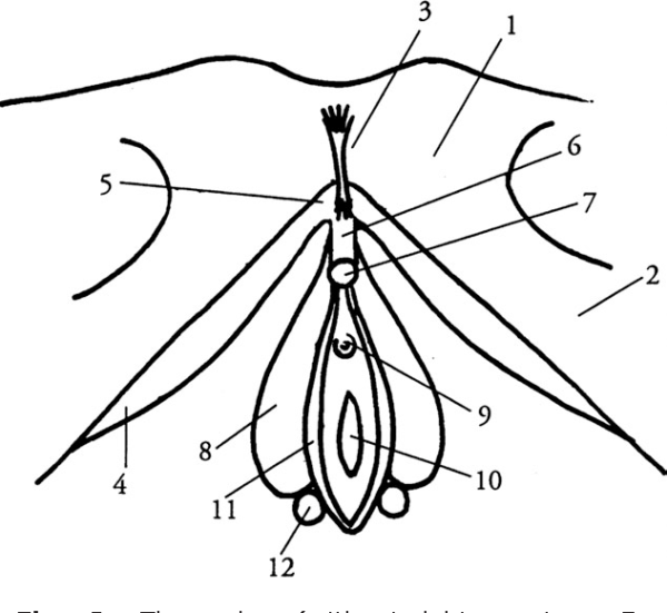 Внутреннее строение клитора