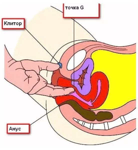 Строение влагалища точка Джи