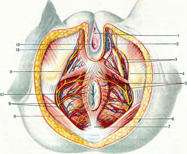 Мочеиспускательный канал у женщин анатомия