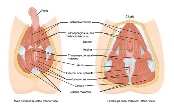 Мышцы тазового дна схема