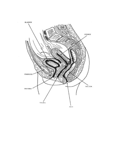 Строение влагалища клитор