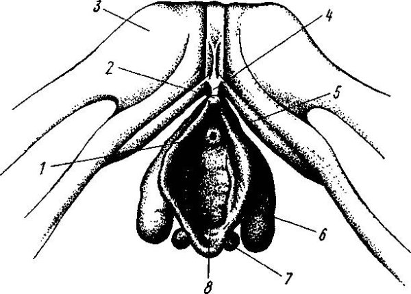 Наружные половые органы клитор анатомия