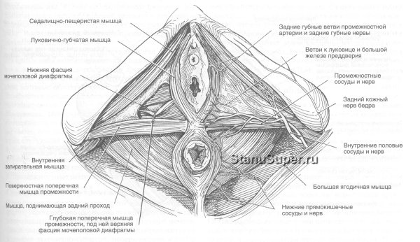 Седалищно-пещеристых и луковично-губчатых мышц