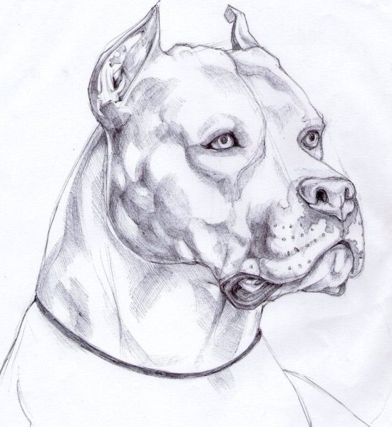 Рисунки питбулей