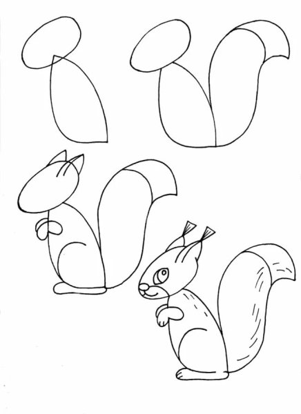 Поэтапное рисование белки