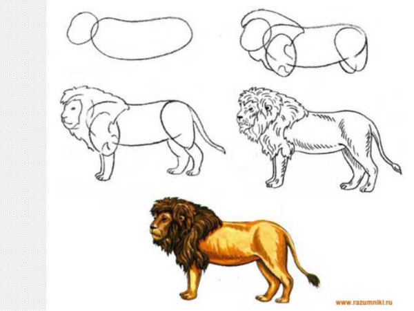 Этапы рисования Льва