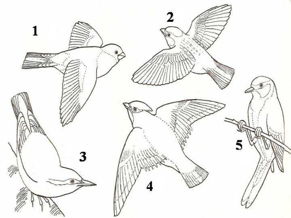 Схема изображения птиц