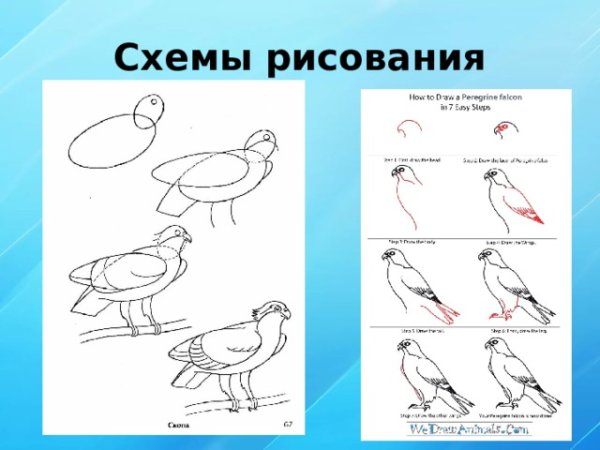 Кобчик рисунок пошагово