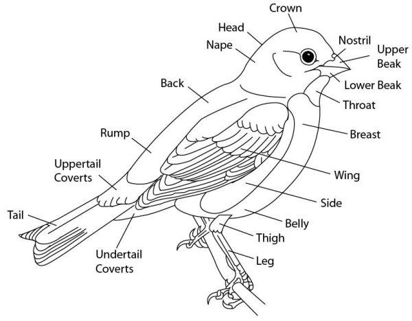 Строение птицы синицы
