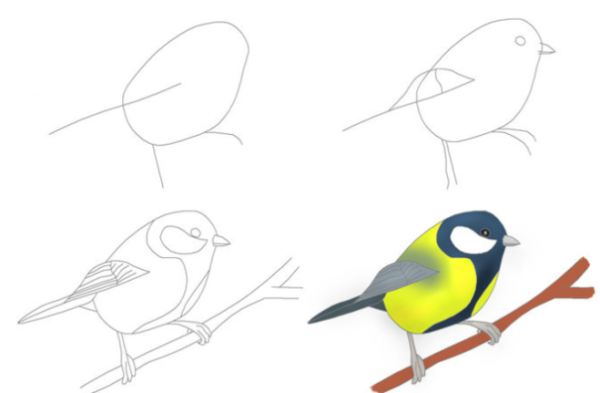Нарисовать синичку карандашом поэтапно для детей