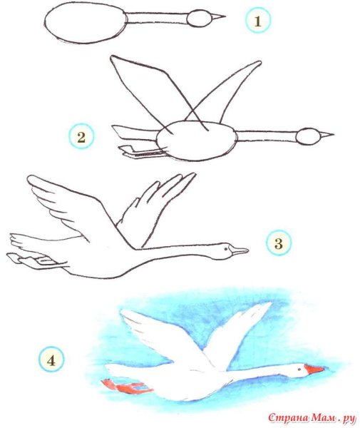 Поэтапное рисование птиц