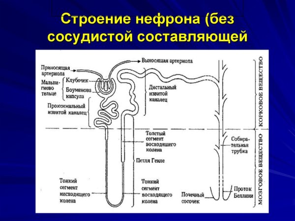 Функция капсулы нефрона почки