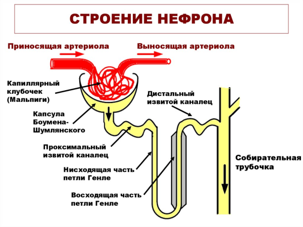 Изображение схемы нефрона