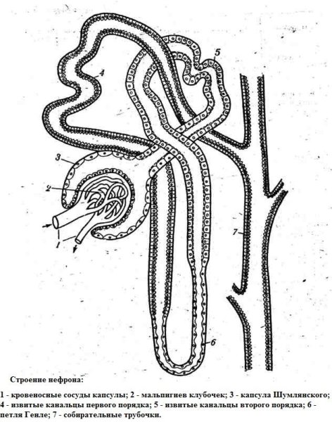 Строение нефрона рис 4