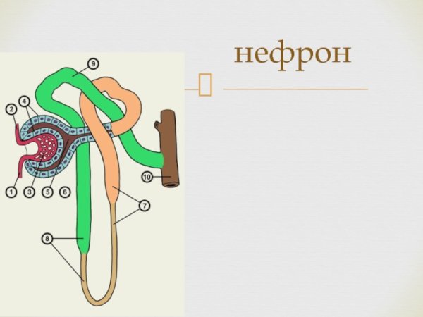 Строение нефрона немой рисунок