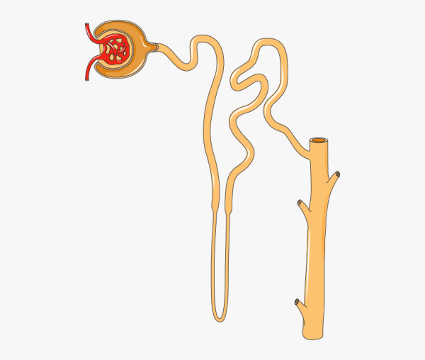 Почечный нефрон