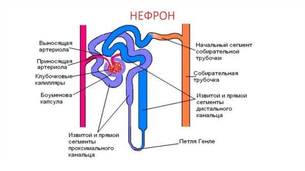 Собирательные трубки нефрона строение