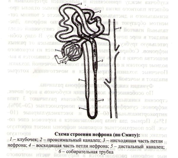 Структура почки схема нефрона