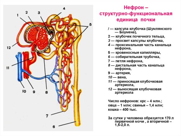 Нефрон структурно-функциональная единица почки