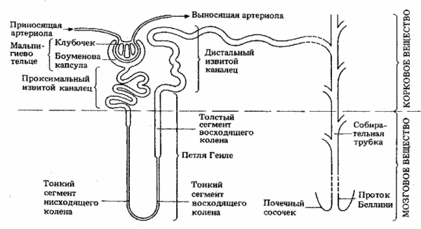 Рис. Схема строения нефрона