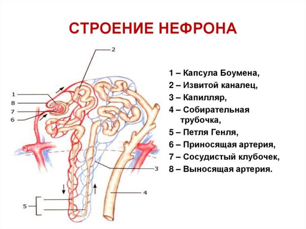 Рис 118 строение нефрона