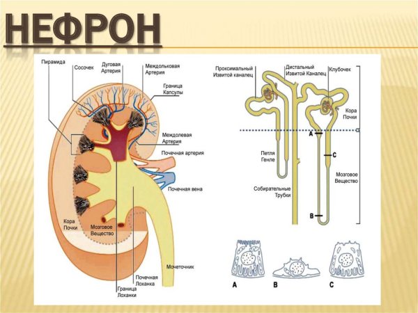 Мочевыделительная система биология 8 класс строение нефрона