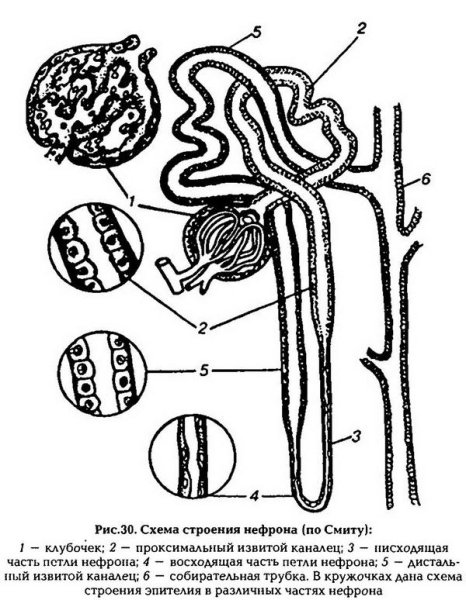 Схема строения нефрона почки