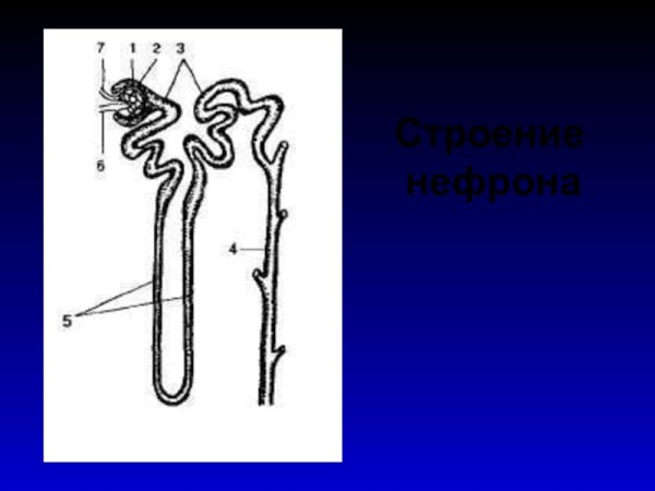 Строение нефрона Пасечник 8 класс