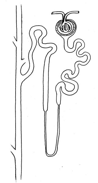Схема строения нефрона почки
