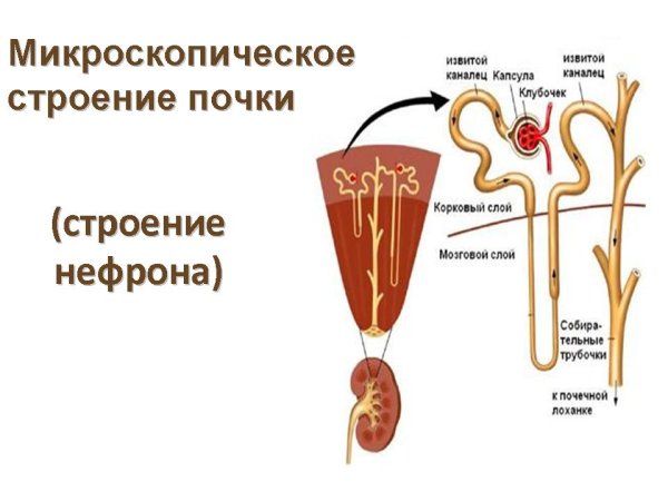 Строение нефрона почки человека