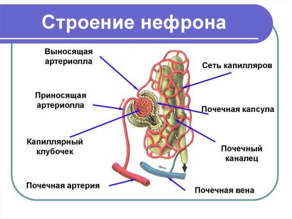 Строение нефрона рис 4