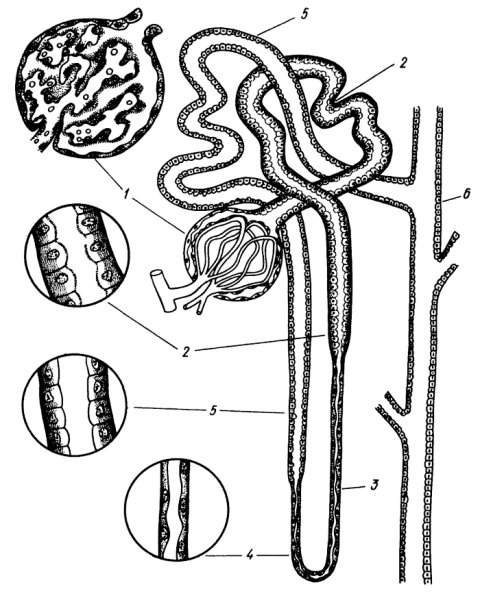 Нефрон почки