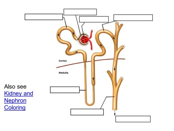 Капсула нефрона строение рисунок