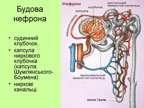 Строение нефрона почки анатомия