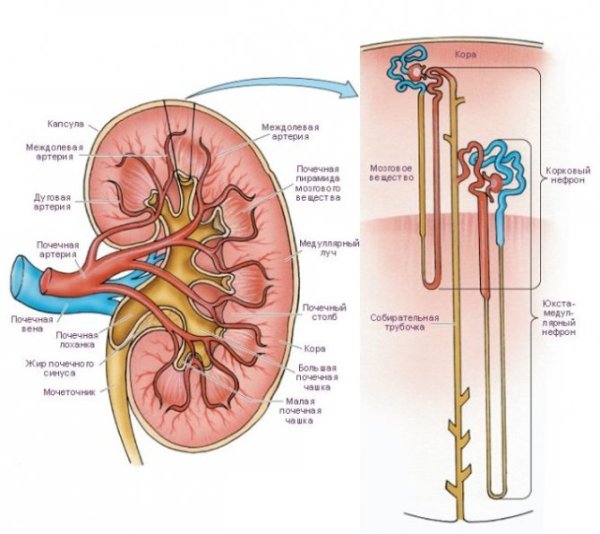 Отделы нефрона петля Генле