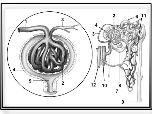 Нефрон рисунок 70б