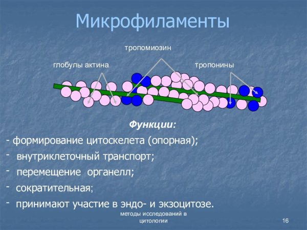 Строение микрофиламентов клетки