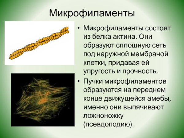 Микрофиламенты цитоскелета состоят из